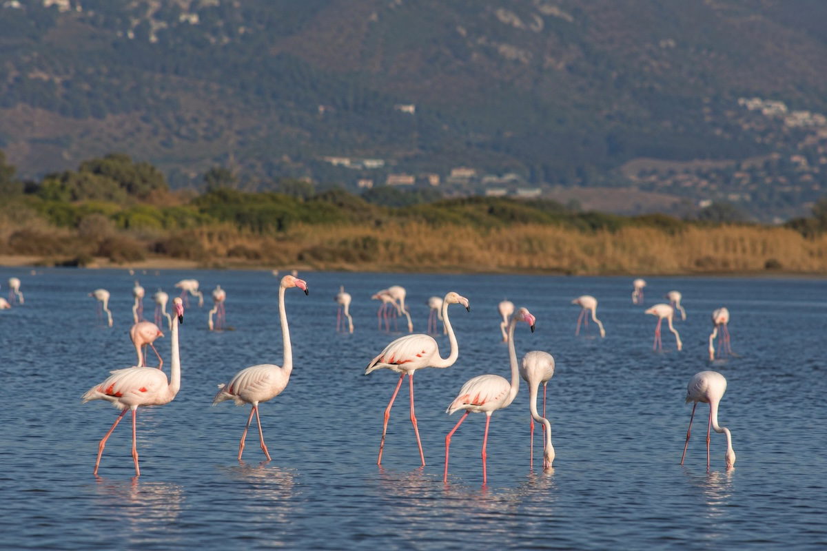 Bodrum Tuzla Sulak Alanı'nda gün doğumunda su içinde yürüyen flamingolar ve doğal kuş gözlem alanı.
